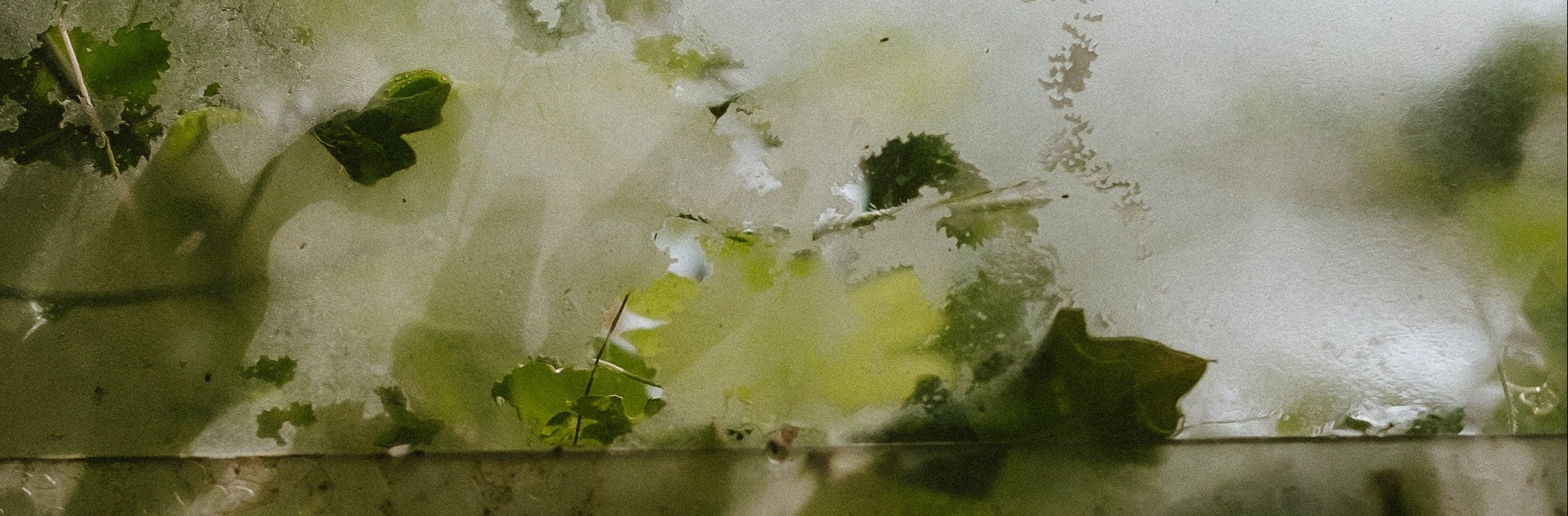 Gûrhu plantes et champignons adaptogènes